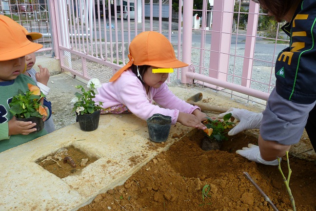 パンジー植えた★