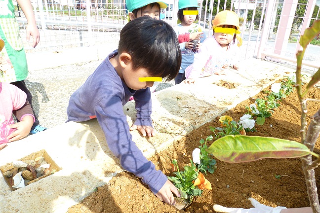 パンジー植えた★