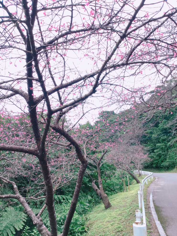 桜を見てきました。