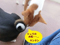 ルビーとシュリの思い出。。(357) 2020/03/22 05:20:03