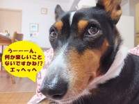 ルビーとシュリの思い出。。(376) 2020/04/10 04:41:26