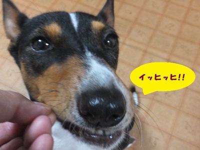 ルビーとシュリの思い出。。(405)