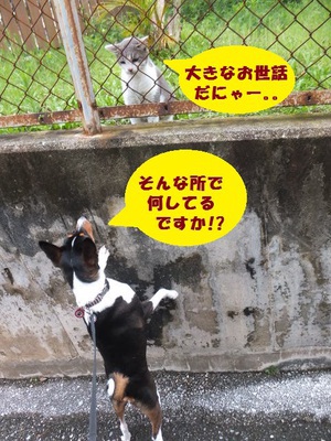 ルビーとシュリの思い出。。(378)
