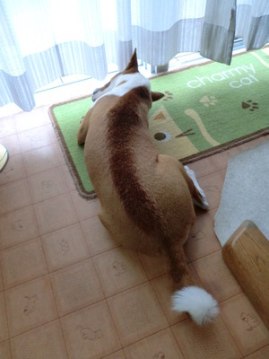 ルビーとシュリの思い出。。(334)