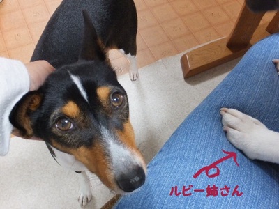 ルビーとシュリの思い出。。(368)