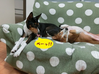ルビーとシュリの思い出。。(342)