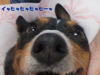 ルビーとシュリの思い出。。(344) 2020/03/08 05:14:56