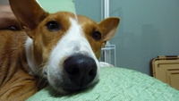 ルビーとシュリの思い出。。(369) 2020/04/03 04:31:44