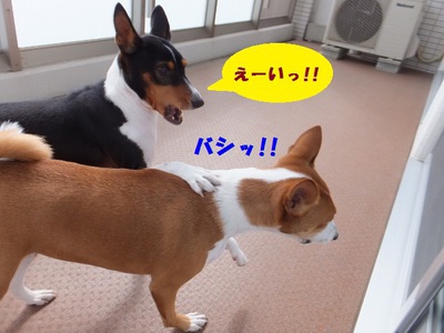 ルビーとシュリの思い出。。(282)