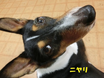 ルビーとシュリの思い出。。(366)