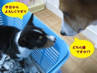 ルビーとシュリの思い出。。(274) 2019/12/24 04:12:21