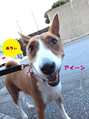 ルビーとシュリの思い出。。(410)
