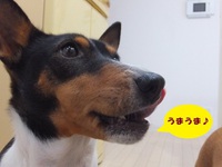 ルビーとシュリの思い出。。(313) 2020/02/06 04:30:08