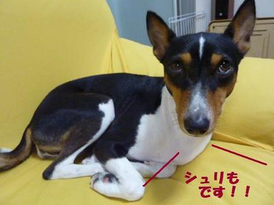 ルビーとシュリの思い出。。(391)