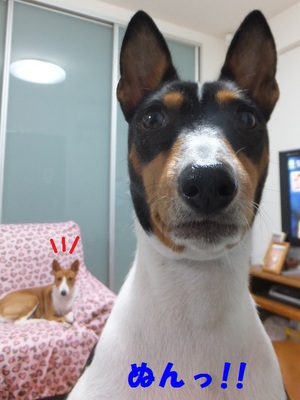 ルビーとシュリの思い出。。(344)