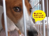 ルビーとシュリの思い出。。(312) 2020/02/05 04:33:43