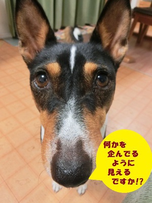 ルビーとシュリの思い出。。(366)