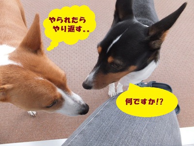 ルビーとシュリの思い出。。(282)