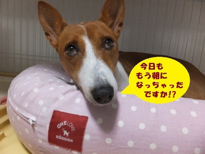 ルビーとシュリの思い出。。(344)
