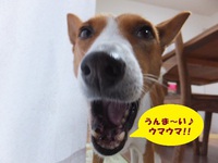 ルビーとシュリの思い出。。(336) 2020/02/29 05:10:42