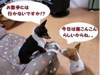 ルビーとシュリの思い出。。(305) 2020/01/29 04:38:03