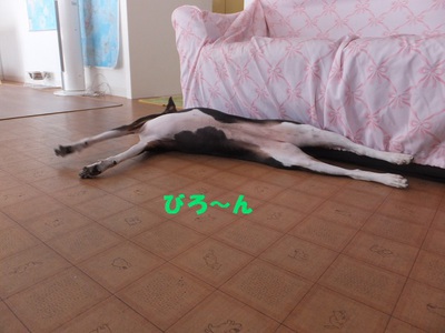 ルビーとシュリの思い出。。(321)