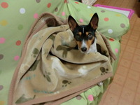 ルビーとシュリの思い出。。(343) 2020/03/07 05:12:04