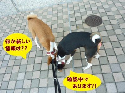 ルビーとシュリの思い出。。(333)