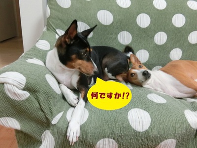 ルビーとシュリの思い出。。(342)