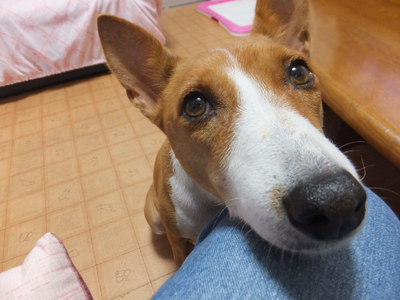ルビーとシュリの思い出。。(344)