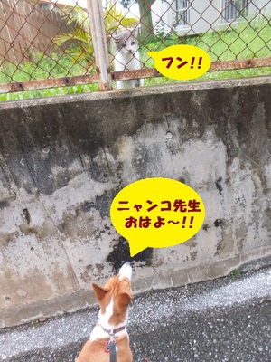 ルビーとシュリの思い出。。(378)