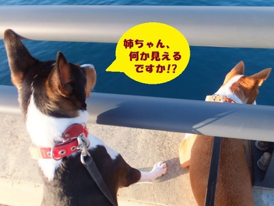 ルビーとシュリの思い出。。(314)