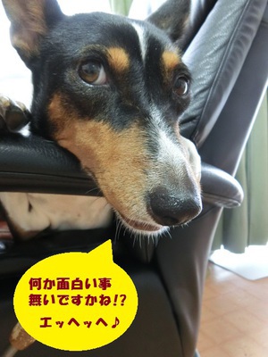 ルビーとシュリの思い出。。(338)