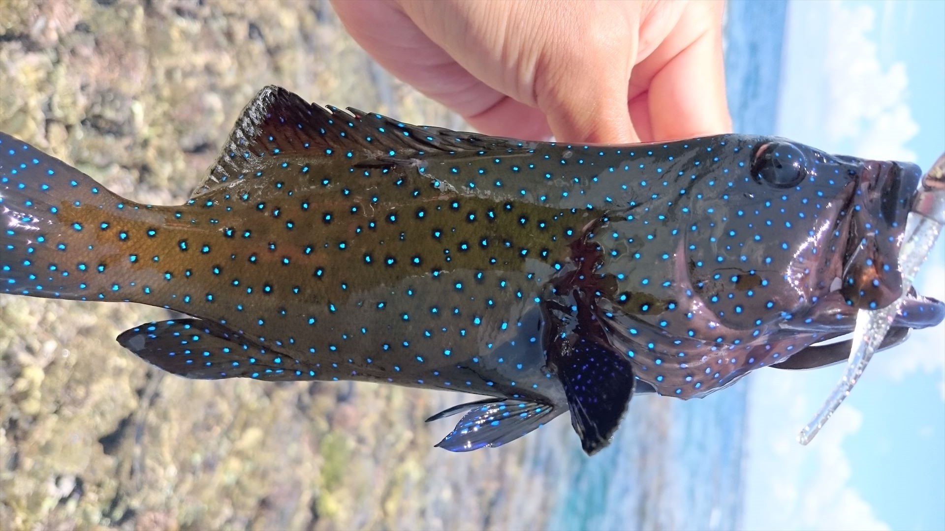 反則級なワームで根魚の数釣りだｯー 動画もあるよ 南部の釣れないルアーマン