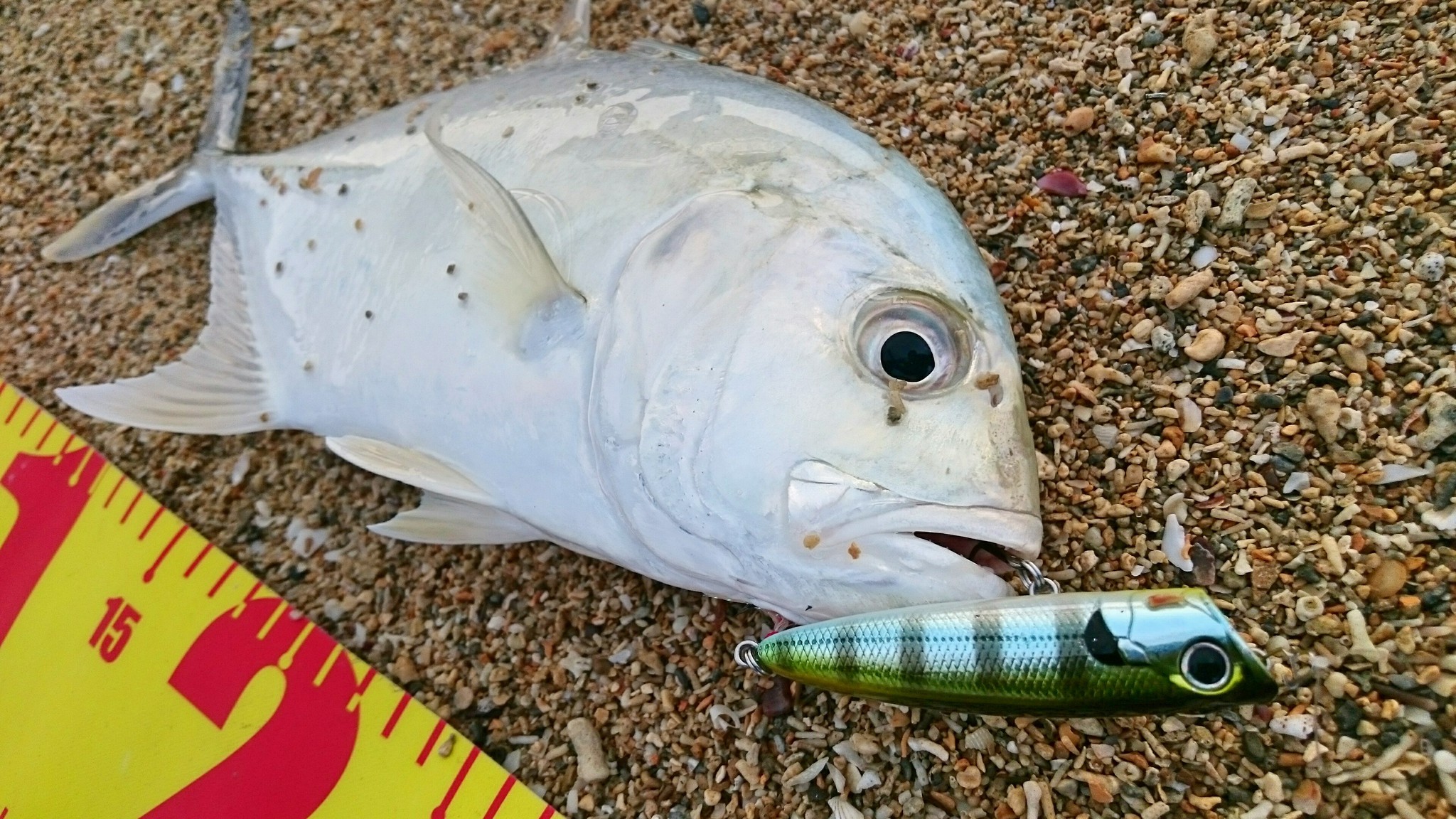 【釣果】瀬長島でガーラを釣る！