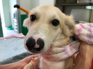 クリーム色の犬の里親募集中です 幸せ招き犬猫同好会