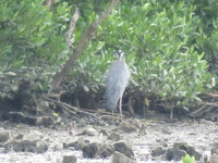 ８月に見た鳥