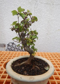 カエデ購入