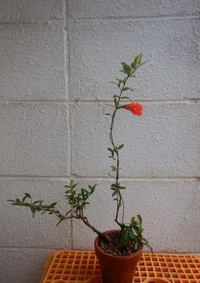 ザクロが開花してました