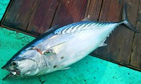 腎臓がん　⑦　　検査結果とその後について