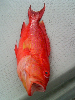 アカジン