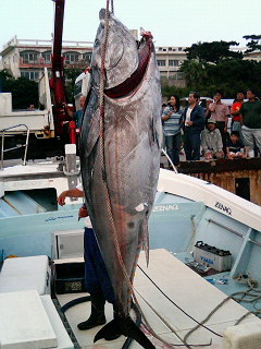 ウシが釣れました！！
