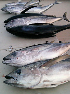 マグロのシーズン到来！！