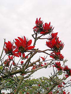 デイゴの花
