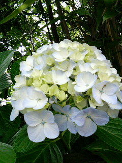紫陽花の季節でした・・・