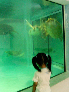 親子ウミガメ教室