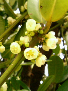 フクギの花