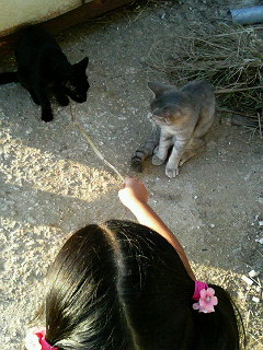 猫と遊ぼう！！