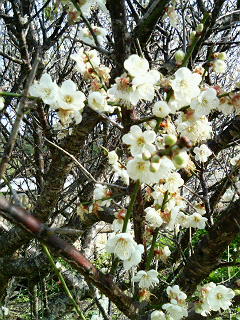 梅の花