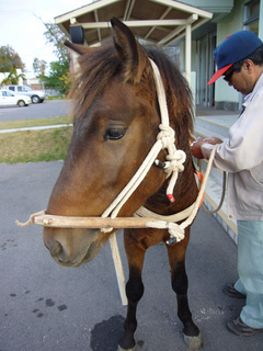 遊覧馬車